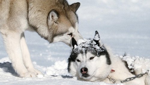 Eight Below - Âm Tám Độ - Hình 1